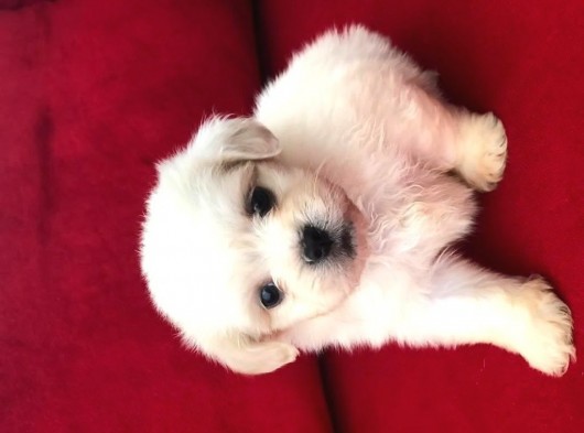 Anne Altından Maltese Terrier görsel