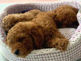Toy Poodle Yavruları Safkan Irk Ve Sağlık Garantili
