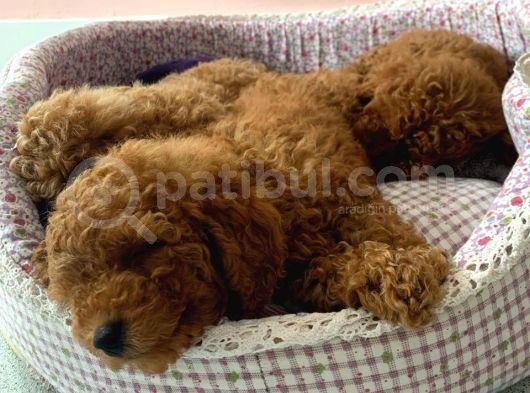 Toy Poodle Yavruları Safkan Irk Ve Sağlık Garantili görsel
