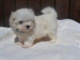 Maltese Terrier Yavruları Saflan Irk Ve Sağlık Garantili