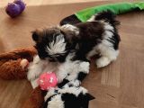 Shih Tzu Yavrularımız Safkan Irk Ve Sağlık Garantili