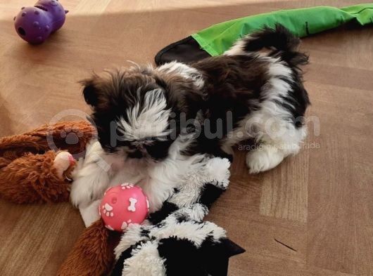 Shih Tzu Yavrularımız Safkan Irk Ve Sağlık Garantili görsel