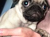 Pug Mops Yavruları Safkan Irk Ve Sağlık Garantili