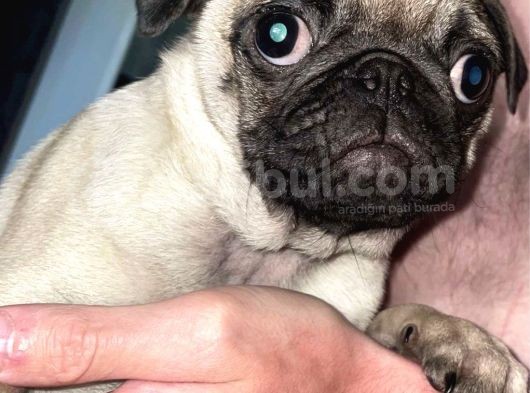 Pug Mops Yavruları Safkan Irk Ve Sağlık Garantili görsel