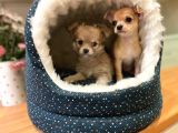 Chihuahua Yavruları Safkan Irk Ve Sağlık Garantili