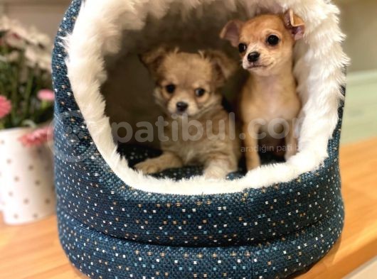 Chihuahua Yavruları Safkan Irk Ve Sağlık Garantili görsel