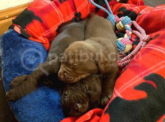 Labrador Yavruları Safkan Irk Ve Sağlık Garantili