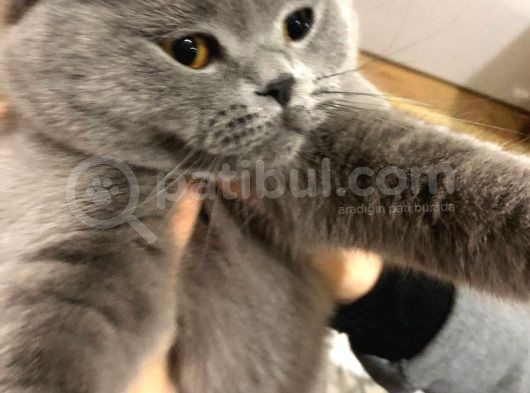 Dişi Lilac Ve Blue Point 2 Aylık Yavrular görsel