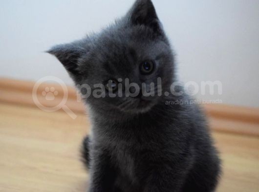 Scotish Fold Dişi Sıfır Kulak Scotish Straight Dişi görsel