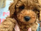 Toy Poodle Yavruları Safkan Irk Ve Sağlık Garantili