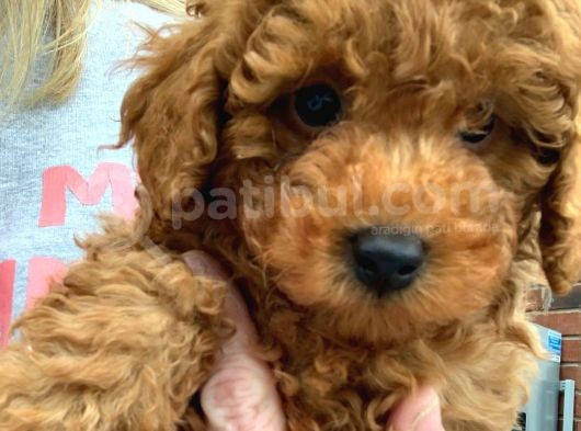 Toy Poodle Yavruları Safkan Irk Ve Sağlık Garantili görsel
