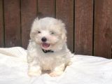 Maltese Terrier Yavruları Saflan Irk Ve Sağlık Garantili
