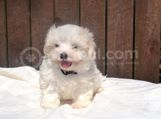 Maltese Terrier Yavruları Saflan Irk Ve Sağlık Garantili görsel