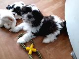 Shih Tzu Yavrularımız Safkan Irk Ve Sağlık Garantili