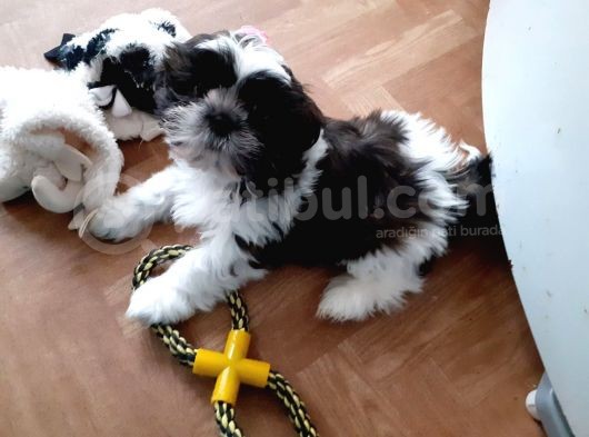 Shih Tzu Yavrularımız Safkan Irk Ve Sağlık Garantili görsel