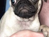 Pug Mops Yavruları Safkan Irk Ve Sağlık Garantili