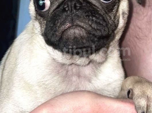 Pug Mops Yavruları Safkan Irk Ve Sağlık Garantili görsel