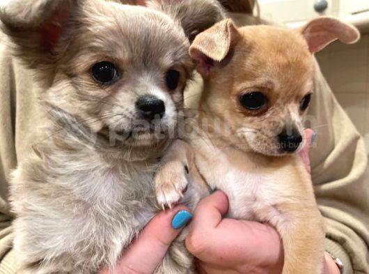 Chihuahua Yavruları Safkan Irk Ve Sağlık Garantili görsel