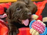 Labrador Yavruları Safkan Irk Ve Sağlık Garantili