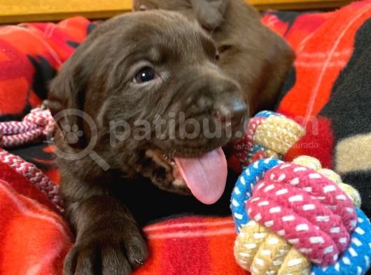Labrador Yavruları Safkan Irk Ve Sağlık Garantili görsel