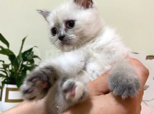 Dişi Lilac Ve Blue Point 2 Aylık Yavrular görsel
