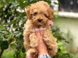 Irk Garantili Apricot Toy Poodle Yavrumuz