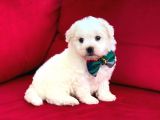 Anne Altından Maltese Terrier