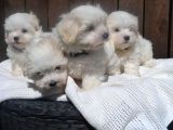 Maltese Terrier Yavruları Saflan Irk Ve Sağlık Garantili
