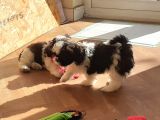 Shih Tzu Yavrularımız Safkan Irk Ve Sağlık Garantili
