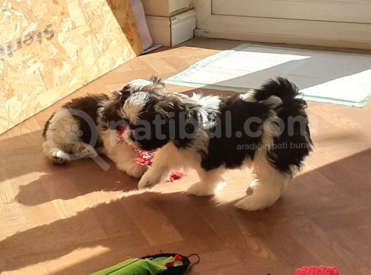 Shih Tzu Yavrularımız Safkan Irk Ve Sağlık Garantili görsel