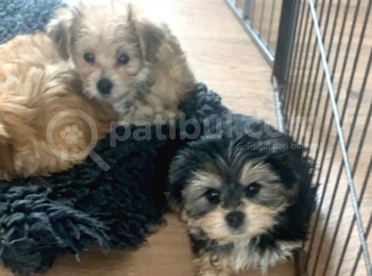 Morkie Yavrularımız Safkan Irk Ve Sağlık Garantili görsel