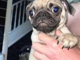 Pug Mops Yavruları Safkan Irk Ve Sağlık Garantili