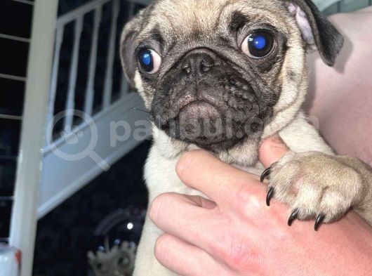 Pug Mops Yavruları Safkan Irk Ve Sağlık Garantili görsel