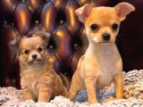 Chihuahua Yavruları Safkan Irk Ve Sağlık Garantili