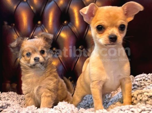 Chihuahua Yavruları Safkan Irk Ve Sağlık Garantili görsel