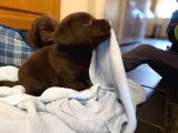 Labrador Yavruları Safkan Irk Ve Sağlık Garantili