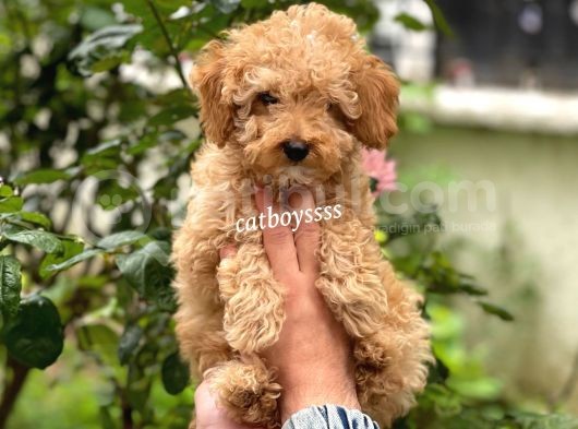 Irk Garantili Apricot Toy Poodle Yavrumuz görsel