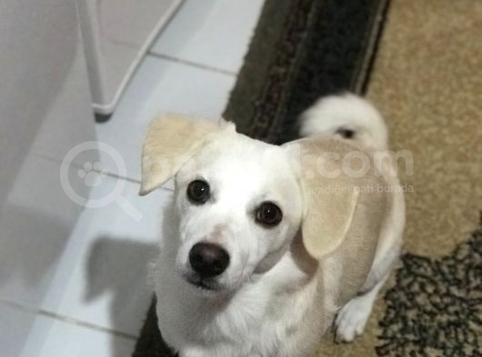 Yavru Terrier görsel