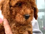 Toy Poodle Yavruları Safkan Irk Ve Sağlık Garantili