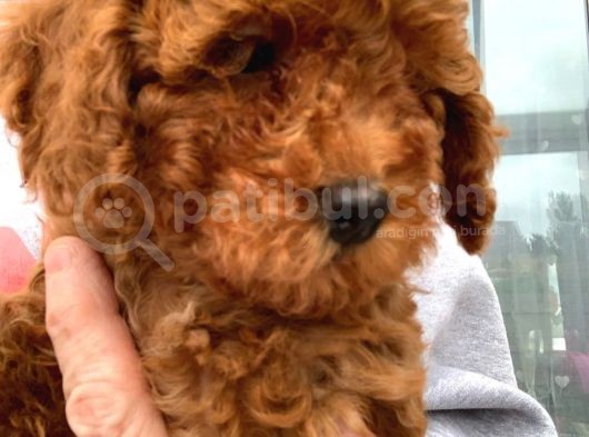Toy Poodle Yavruları Safkan Irk Ve Sağlık Garantili görsel