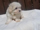 Maltese Terrier Yavruları Saflan Irk Ve Sağlık Garantili