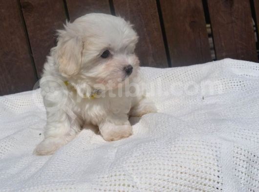 Maltese Terrier Yavruları Saflan Irk Ve Sağlık Garantili görsel