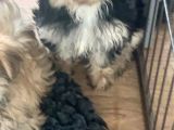 Morkie Yavrularımız Safkan Irk Ve Sağlık Garantili