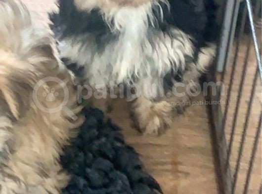 Morkie Yavrularımız Safkan Irk Ve Sağlık Garantili görsel