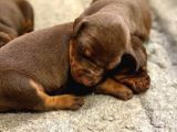 Doberman Yavruları Safkan Irk Ve Sağlık Garantili