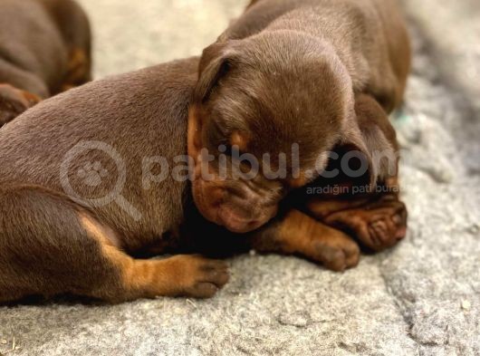 Doberman Yavruları Safkan Irk Ve Sağlık Garantili