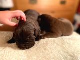 Labrador Yavruları Safkan Irk Ve Sağlık Garantili