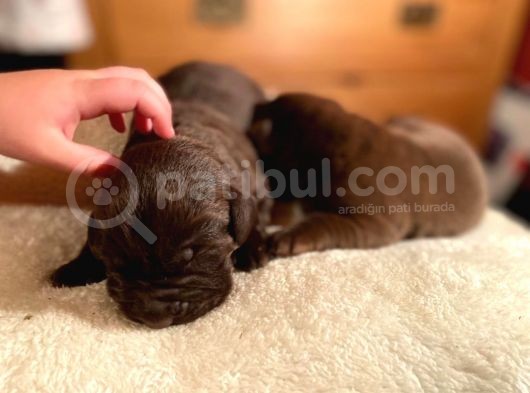 Labrador Yavruları Safkan Irk Ve Sağlık Garantili görsel
