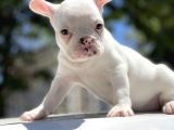 Sağlık Garantili French Bulldog Yavrular