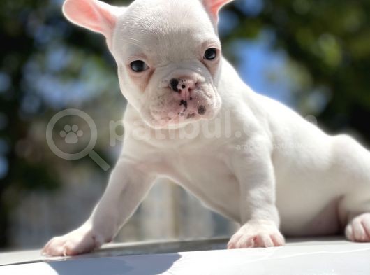 Sağlık Garantili French Bulldog Yavrular